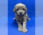 Small Photo #1 Shih-Poo Puppy For Sale in DUNDEE, OH, USA
