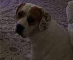 Small Photo #1 Beabull-Beagle Mix Puppy For Sale in HILLSBOROUGH, NJ, USA