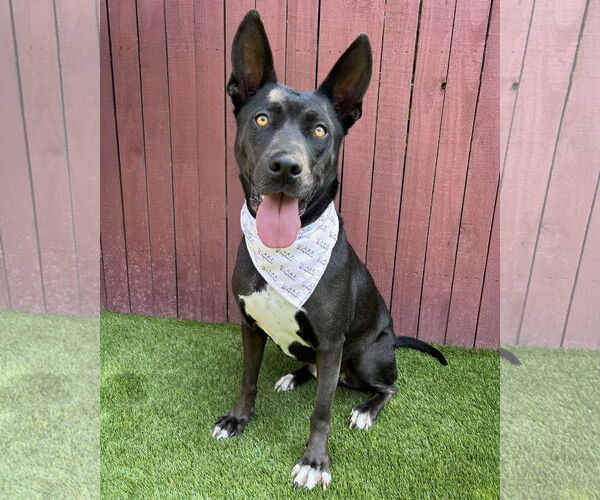 Medium Photo #2 American Pit Bull Terrier-American Staffordshire Terrier Mix Puppy For Sale in Corona, CA, USA