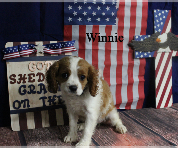 Medium Photo #23 Cavalier King Charles Spaniel Puppy For Sale in CHANUTE, KS, USA