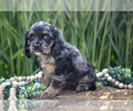Small Photo #11 Cocker Spaniel Puppy For Sale in BALTIC, OH, USA