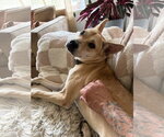 Small #2 Mutt