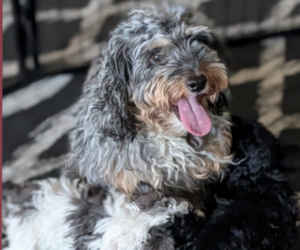 Mother of the Cockapoo (Miniature) puppies born on 11/07/2025