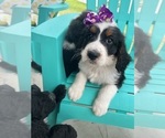 Puppy Yellow girl Bernedoodle