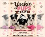 Image preview for Ad Listing. Nickname: Litter of 3