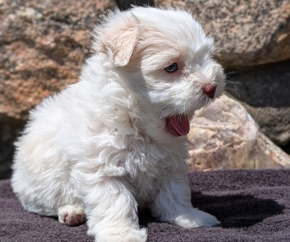 Medium Photo #8 Havanese Puppy For Sale in GOSHEN, IN, USA