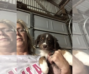 Australian Shepherd Puppy for sale in ROBARDS, KY, USA