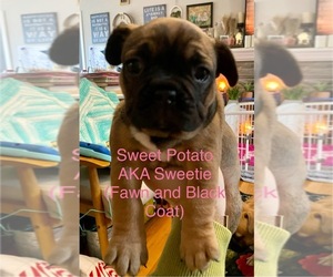 Medium Faux Frenchbo Bulldog