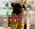 Puppy Sweet Potato Faux Frenchbo Bulldog
