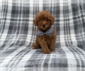 Cavapoo (Miniature) Puppy for sale in LAKELAND, FL, USA