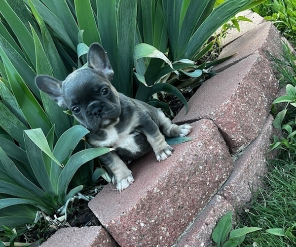 Medium Photo #14 French Bulldog Puppy For Sale in COLORADO SPRINGS, CO, USA