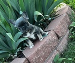 Puppy Lily French Bulldog