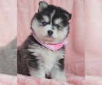 Small Photo #11 Pomsky Puppy For Sale in PRINCETON, MN, USA