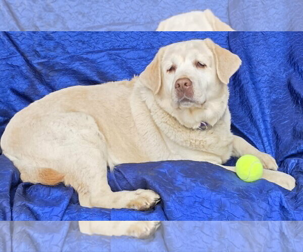 Medium Photo #3 Mutt Puppy For Sale in Cuba, NY, USA