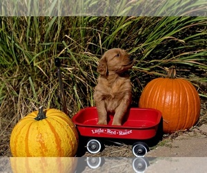 Golden Retriever Puppy for Sale in GENESEO, Illinois USA