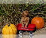 Small Golden Retriever