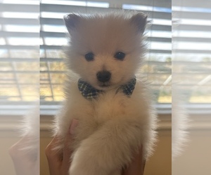 Pomeranian Puppy for sale in EL PASO, TX, USA