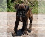Small #6 Boxer