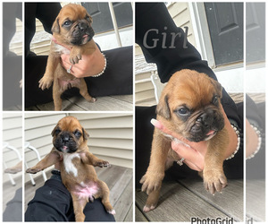 Boxer Puppy for sale in EAST FREETOWN, MA, USA