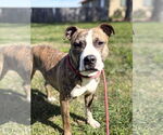 Small #1 Staffordshire Bull Terrier Mix