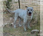 Small #3 Mutt