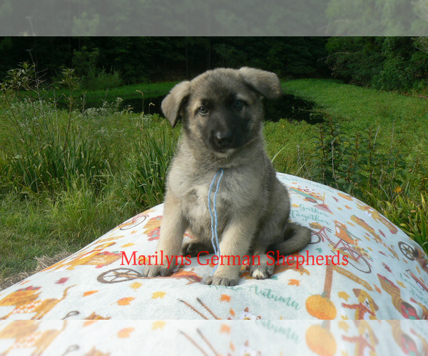 Medium Photo #5 German Shepherd Dog Puppy For Sale in PIEDMONT, MO, USA