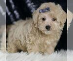 Small #2 Maltipoo