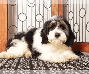 Medium Cavapoo (Miniature)