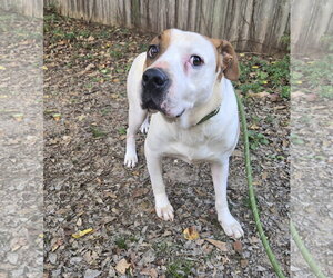Spuds - Male American Staffordshire Terrier-Unknown Mix Dog for Adoption - Photo #3