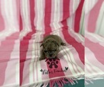Small #24 French Bulldog