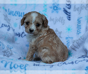 Cavalier King Charles Spaniel-Cavapoo Mix Puppy for sale in LIBERTY, KY, USA