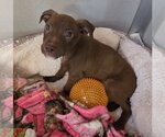 Mavis (Available 11/10) - Female Mutt Dog for Adoption - Small photo
