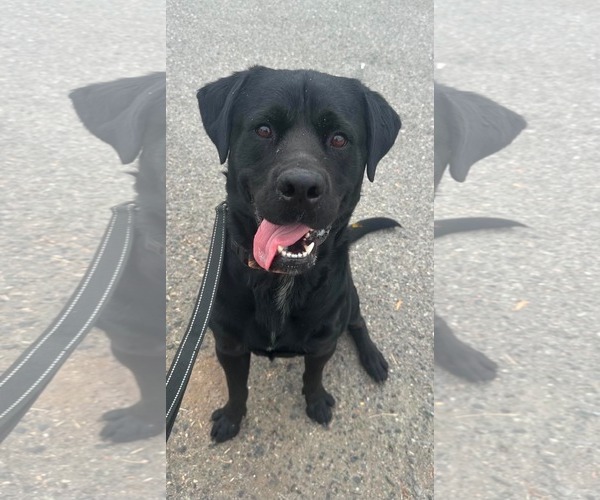 Medium Photo #8 Labrador Retriever-Unknown Mix Puppy For Sale in San Diego, CA, USA
