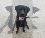 Small #7 Labrador Retriever Mix