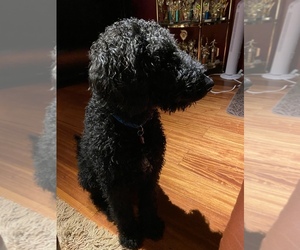 Labradoodle-Unknown Mix Puppy for sale in SCHAUMBURG, IL, USA