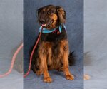 Small #11 German Shepherd Dog Mix