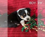 Small Photo #5 Cowboy Corgi Puppy For Sale in MENIFEE, CA, USA