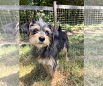 Small #1 Mutt
