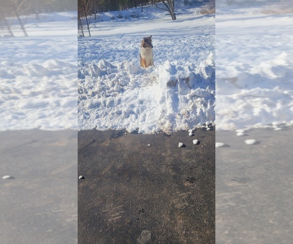 Medium Photo #1 Shetland Sheepdog Puppy For Sale in TAYLORVILLE, IL, USA