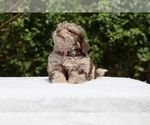 Small #21 ShihPoo