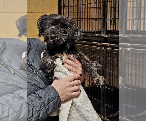 Medium Photo #3 Mutt Puppy For Sale in Perth Amboy, NJ, USA