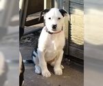 Small Photo #3 Border Collie-Unknown Mix Puppy For Sale in Hillsboro, MO, USA