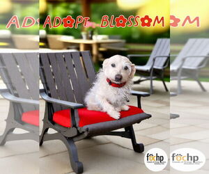 Norfolk Terrier Dogs for adoption in Menifee, CA, USA
