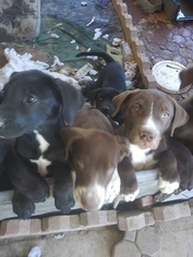 Labrador Retriever Dogs for adoption in BARSTOW, CA, USA