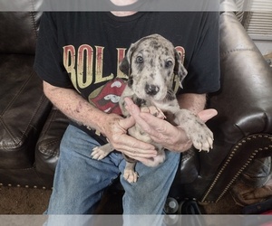Great Dane Puppy for sale in TULSA, OK, USA