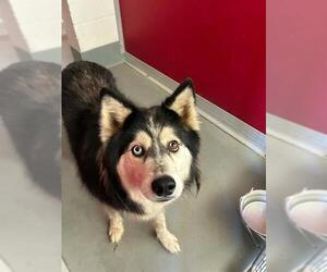 Siberian Husky-Unknown Mix Dogs for adoption in Visalia, CA, USA