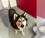 Small Siberian Husky Mix