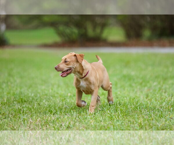 Medium Photo #6 Mutt Puppy For Sale in  Gainesville, FL, USA