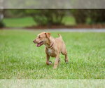 Small #5 Mutt