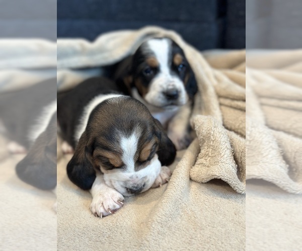 Medium Photo #2 Basset Hound Puppy For Sale in LANSING, MI, USA